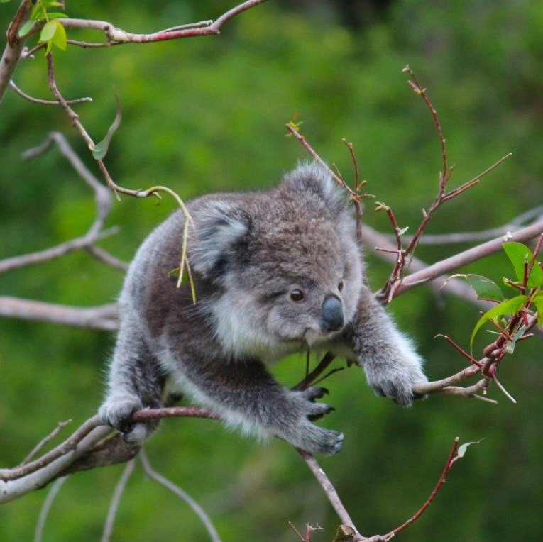 A young koala searching for leaves