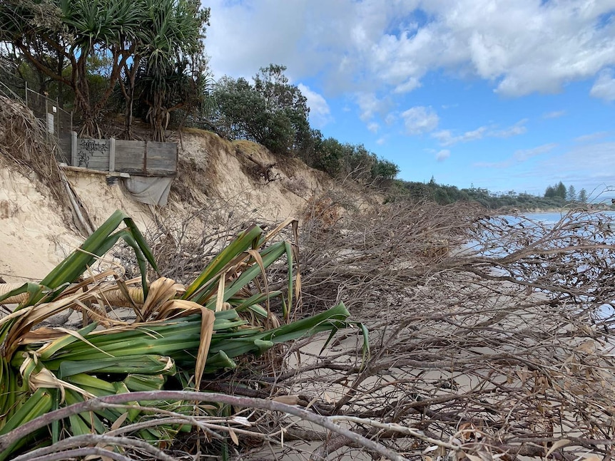 Trees litter the shoreline from Clarks to Byron Bay's main beach.