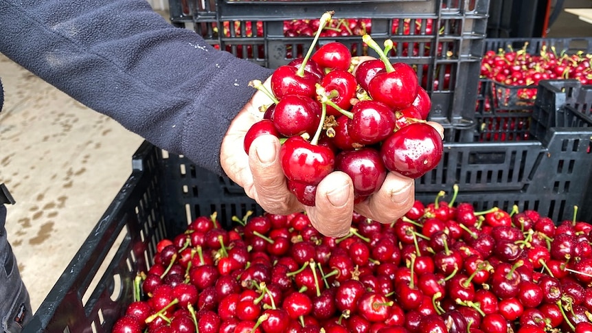 Vivid ripe cherries held above several crates full of cherries.