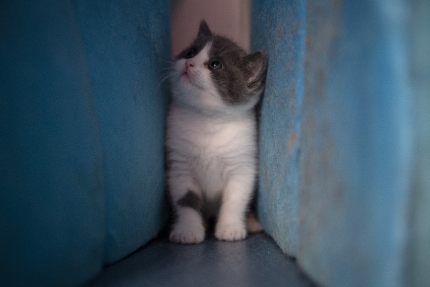 A kitten is seen between two walls looking up to the left of the shot. It is predominantly white with grey patches and blue eyes