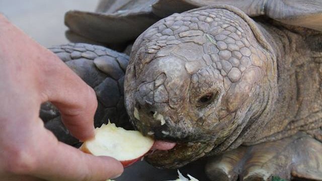 A tortoise munches on a piece of apple, with lettuce, carrot and other green vegetables nearby