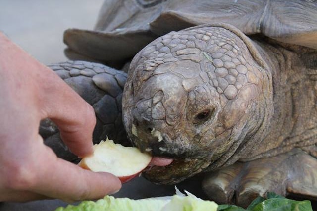 A tortoise munches on a piece of apple, with lettuce, carrot and other green vegetables nearby