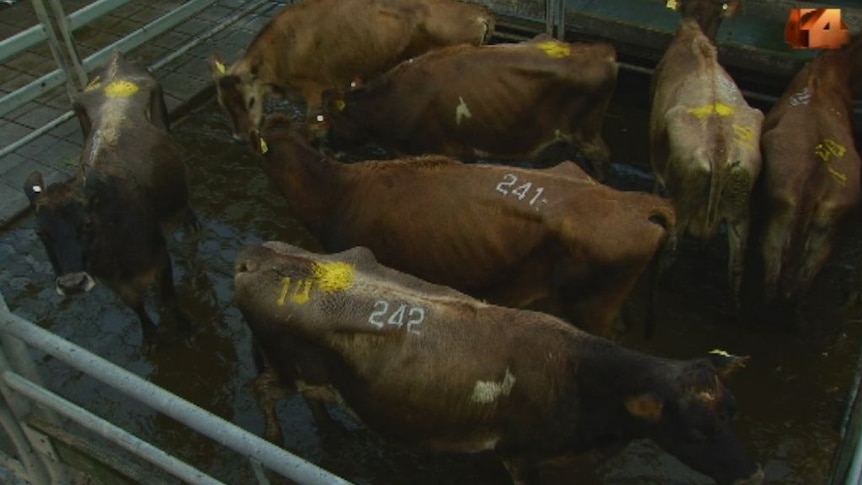 Four Corners: Cows arrive at Camperdown sale yard to be sold to slaughterhouses