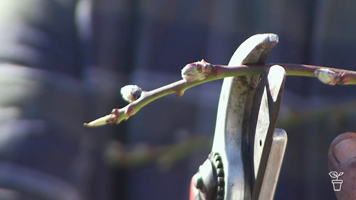 Secateurs cutting the end off a branch of a plant.