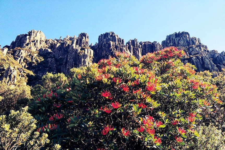 Picture of a green bush with red flowers with rocks in the background