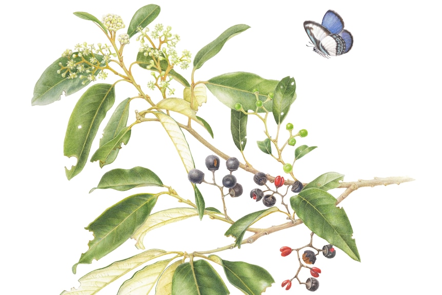 A painting of a plant with blue berries and a butterfly. 