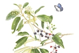 A painting of a plant with blue berries and a butterfly. 