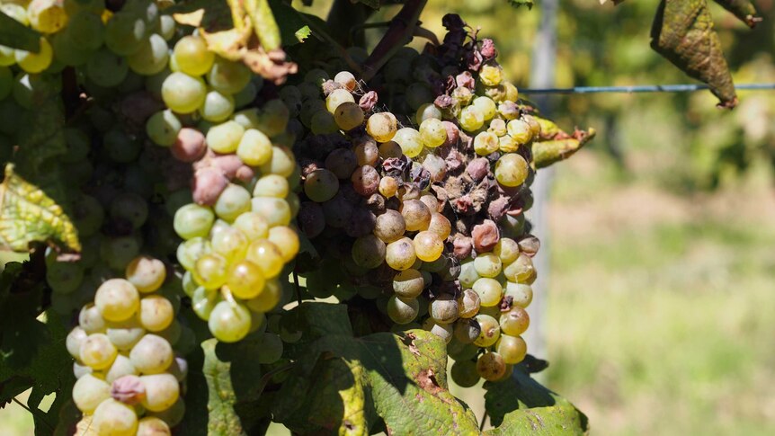 Close up of Tyrrells Wines grapes that have hail damage and rot.