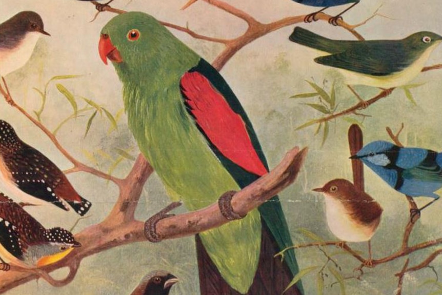Parrot was often cooked and served for dinners in Queensland.
