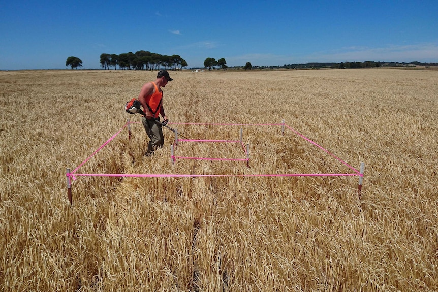 Pink ribbon in a barley crop