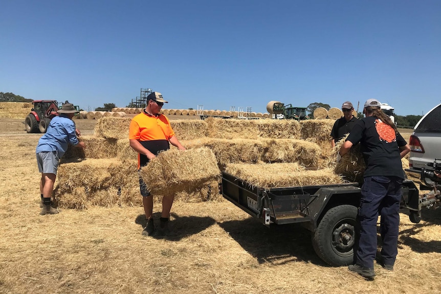 Four people pick up and place bales of hay in a black trailer