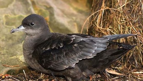 A black bird sitting among green plants.