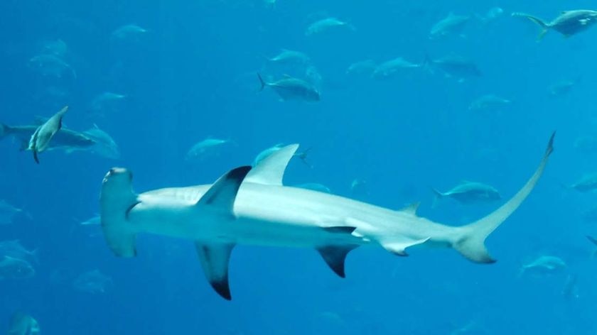 A hammerhead shark swims among other fish