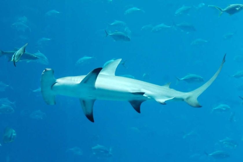 A hammerhead shark swims among other fish