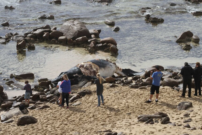 Sightseers gather around a dead humpback whale found on Moses Rock beach this weekend.