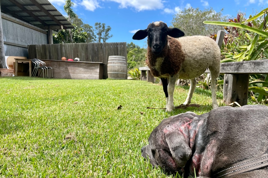 A dog lies on the ground with neck injuries, a sheep stands behind it.