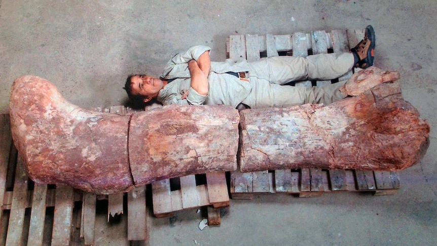 A technician lies next to the femur of a dinosaur