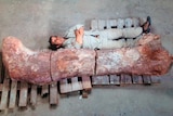 A technician lies next to the femur of a dinosaur