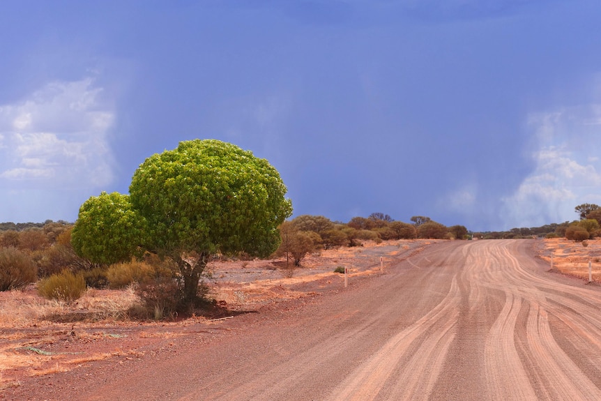 A Kurrajong tree sits next to a gravel outback road