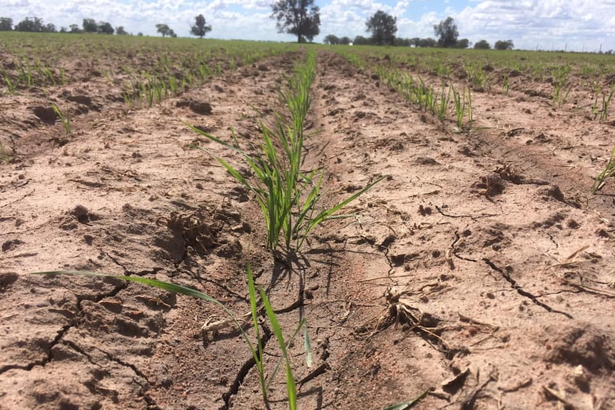 A close up of a line of crops which have just started growing.