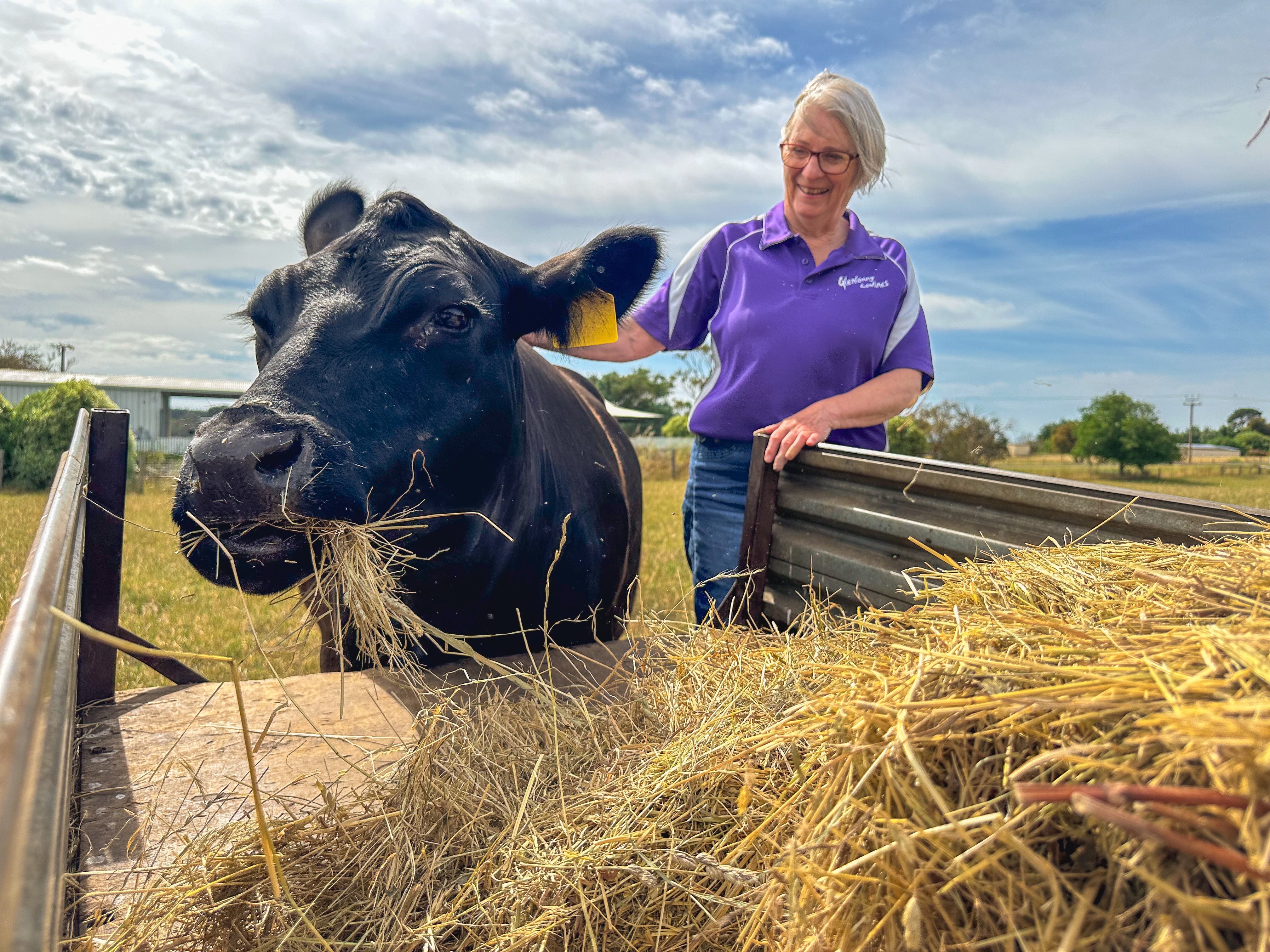 Sue standing next to her cattle, eating hay. 