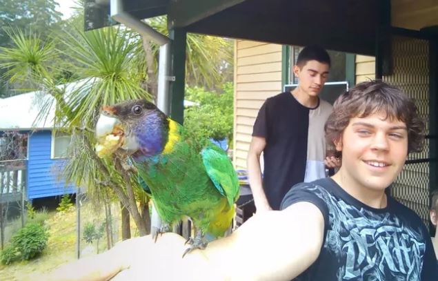 A teenage boy smiles and holds his arm out for a parrot to perch on, his older brother stands in the background.