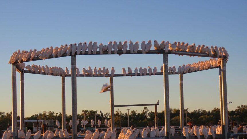 Scores of cockatoos sitting next to each other on the stockyard railings, in outback Queensland.