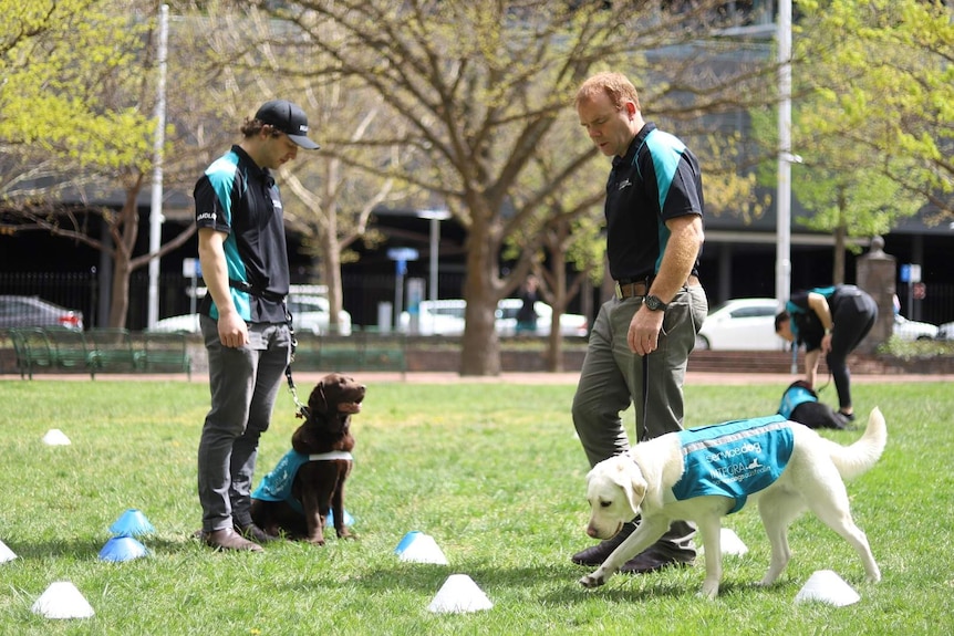 A labrador in a harness is led through a course.