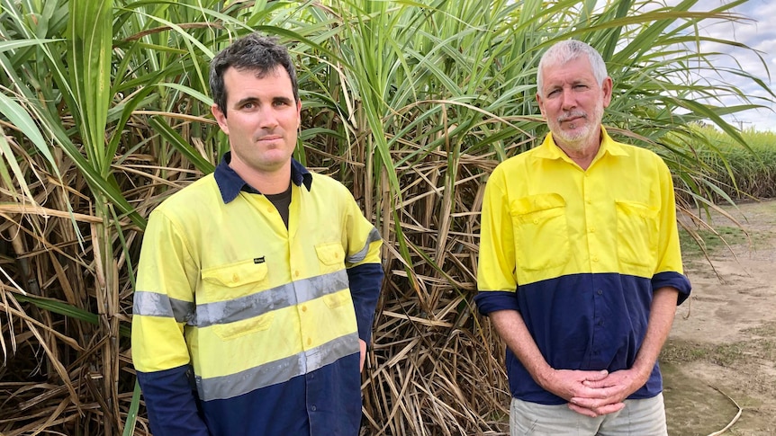 A father and son stand next to each other in a sugar cane field disappointed. Both are wearing bright high vis shirts.