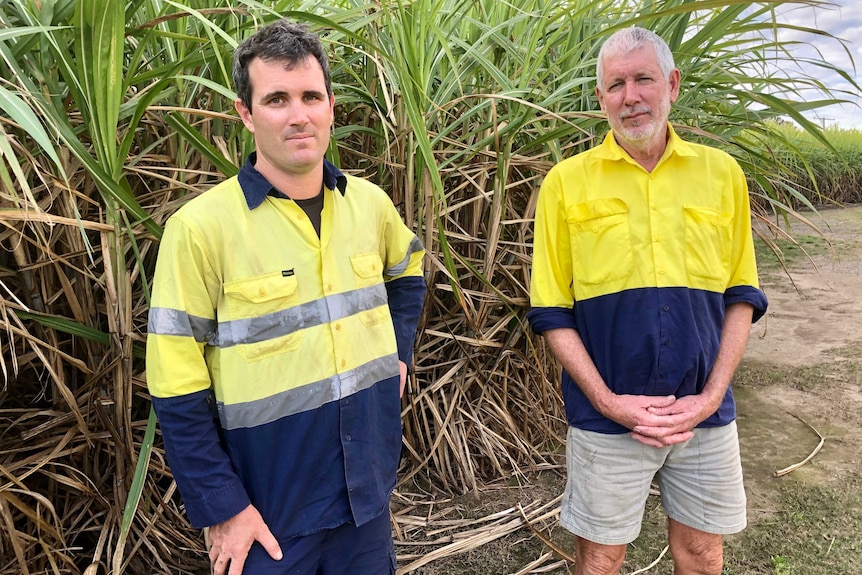 A father and son stand next to each other in a sugar cane field disappointed. Both are wearing bright high vis shirts.