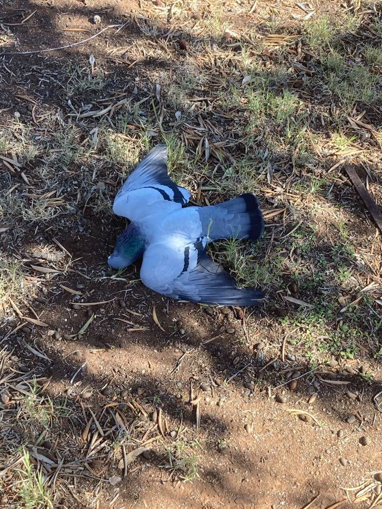 Dead pigeons at Broken Hill may have been poisoned ABC News