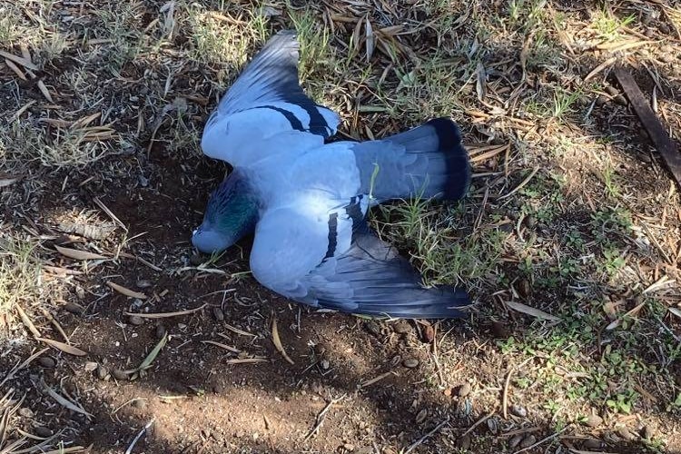 A dead pigeon, lying on the ground