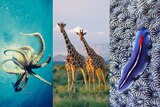 A composite of a giraffe, octopus, and flatworm.