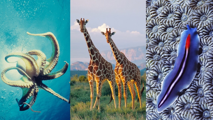 A composite of a giraffe, octopus, and flatworm.