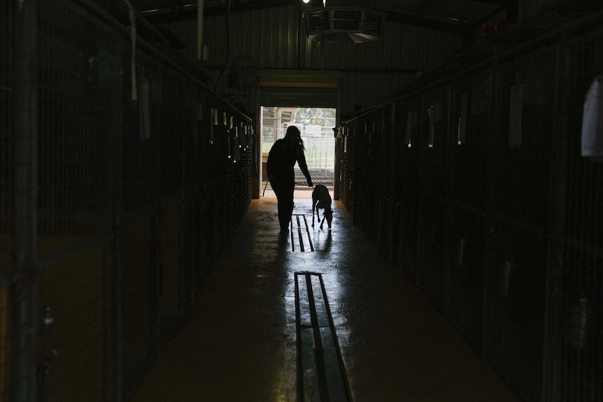 Silhouette of greyhound walking down kennels