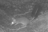 Night vision motion-activated cameras capture rare phascogale