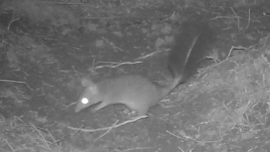 Night vision motion-activated cameras capture rare phascogale