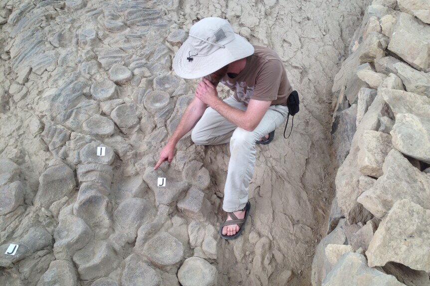 A man in a hat and cool, light-coloured clothing kneels next to what looks like a mound of fossilised round bones in the desert.
