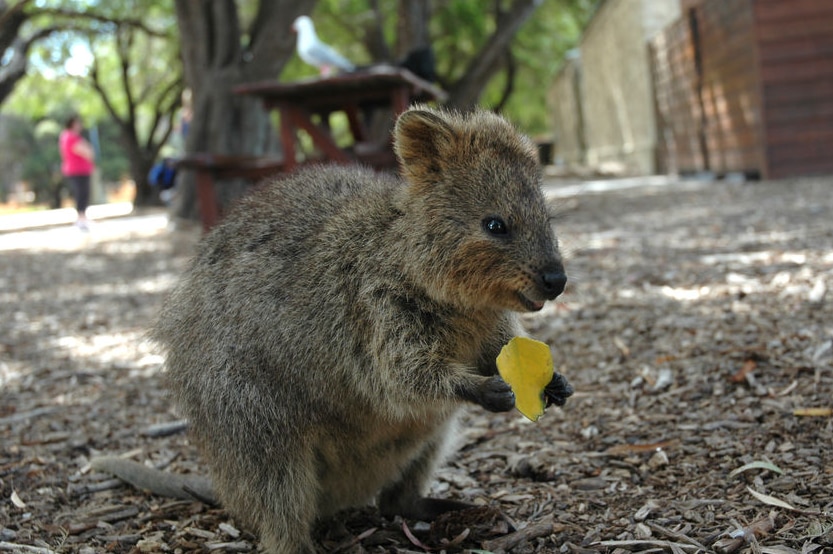 A quokka munches on a leaf.