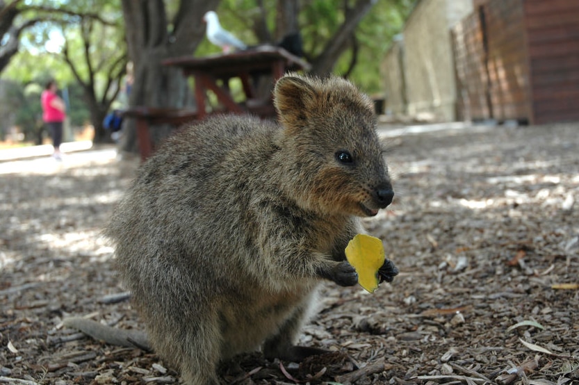 A quokka munches on a leaf on Rottnest Island.