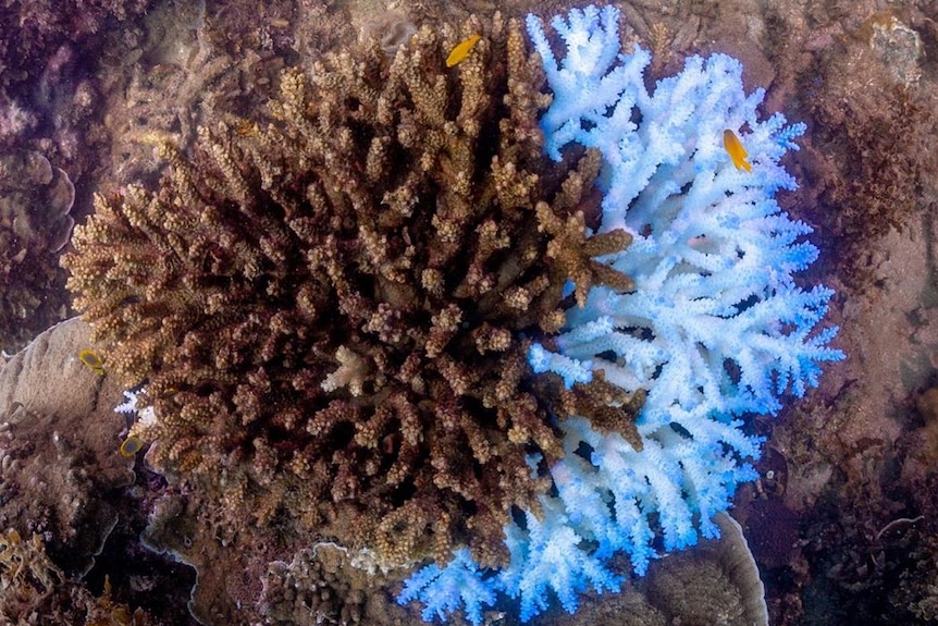 Coral off Magnetic Island fluoresces in reaction to heat stress.