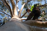 Tree climbers around Australia will race to Adelaide's Pinky Flat this weekend.