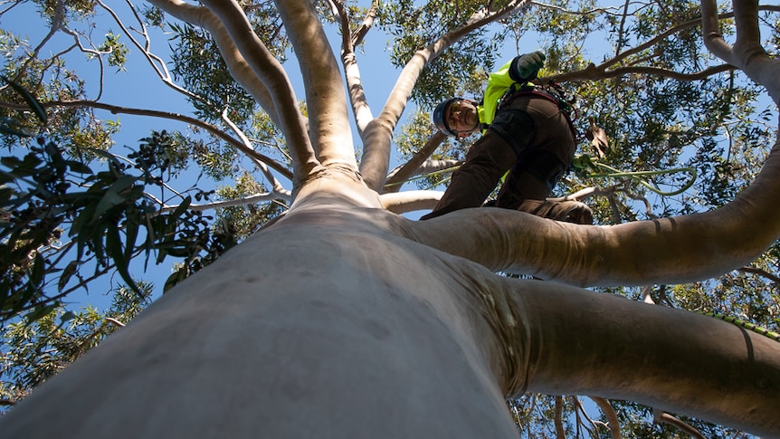 Tree climbers around Australia will race to Adelaide's Pinky Flat this weekend.