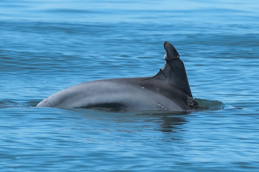 A dolphin with fishing line wrapped around its damaged dorsal fin