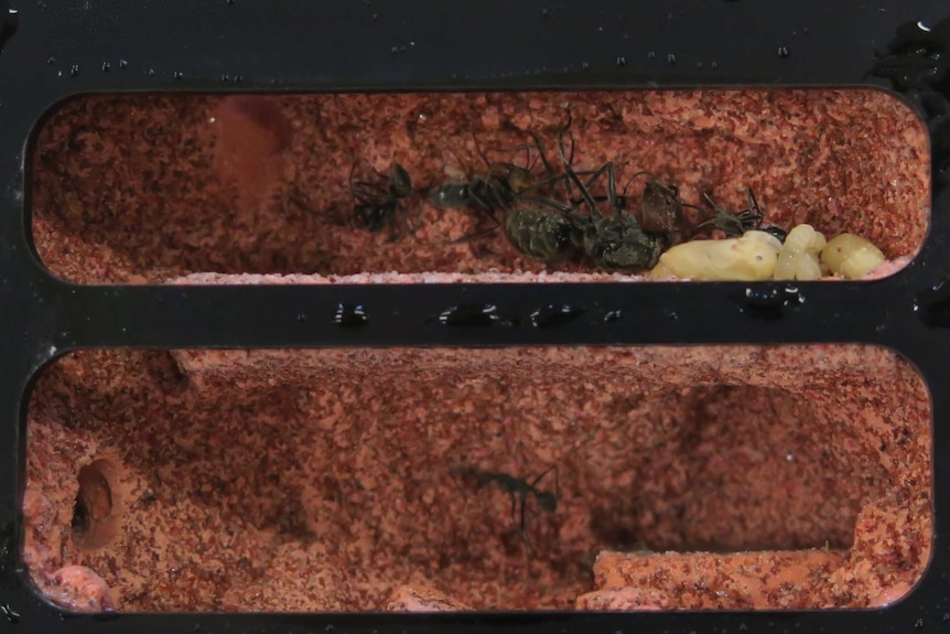 A close-up of dead black ants and larvae inside a small ant farm.