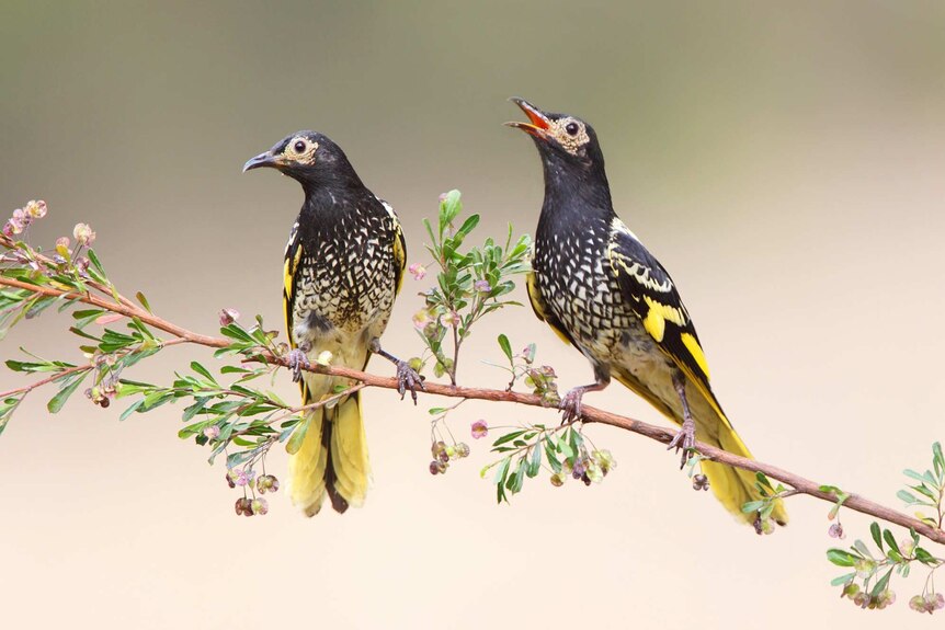 Two birds with yellow tails perch on a branch as one chirps.