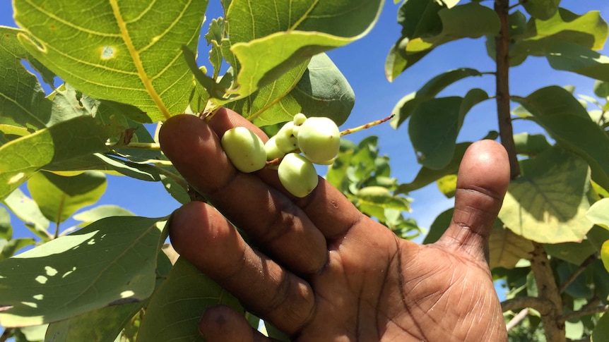 A man's hand holds some small green fruit still on the tree
