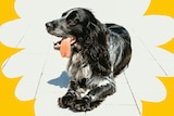 A black spaniel's tongue lolls out of its mouth as it lays on white tile ground, with a yellow flower design on surrounding.