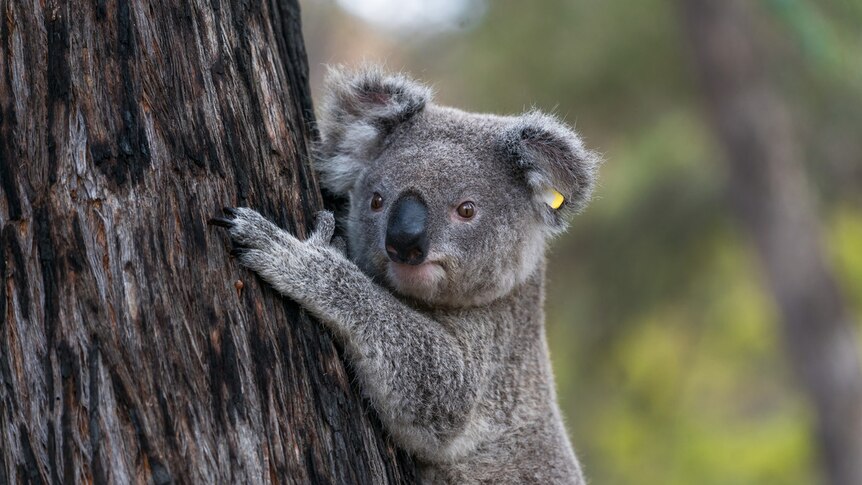 A koala hugs a tree