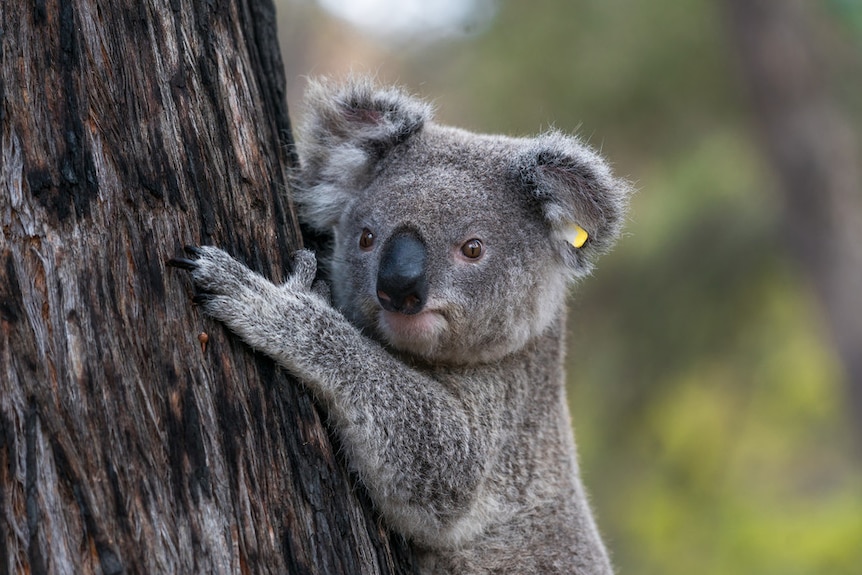 A koala hugs a tree